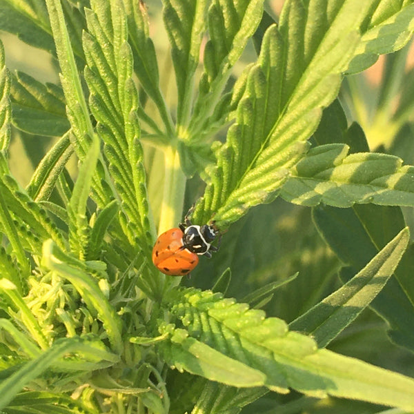 The Most Innovative Farming Practices